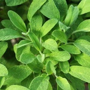 Live Sage Herb Plant – 7-inch Tall, 3.5-inch Pot – Aromatic Culinary Herb - Image 3