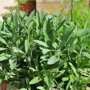 Live Sage Herb Plant – 7-inch Tall, 3.5-inch Pot – Aromatic Culinary Herb - Image 4