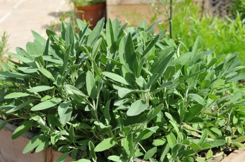 Live Sage Herb Plant – 7-inch Tall, 3.5-inch Pot – Aromatic Culinary Herb - Image 4