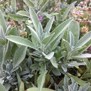 Live Sage Herb Plant – 7-inch Tall, 3.5-inch Pot – Aromatic Culinary Herb - Image 5