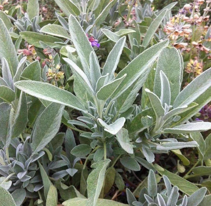 Live Sage Herb Plant – 7-inch Tall, 3.5-inch Pot – Aromatic Culinary Herb - Image 5