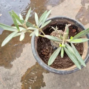 Live Sage Herb Plant – 7-inch Tall, 3.5-inch Pot – Aromatic Culinary Herb - Image 6