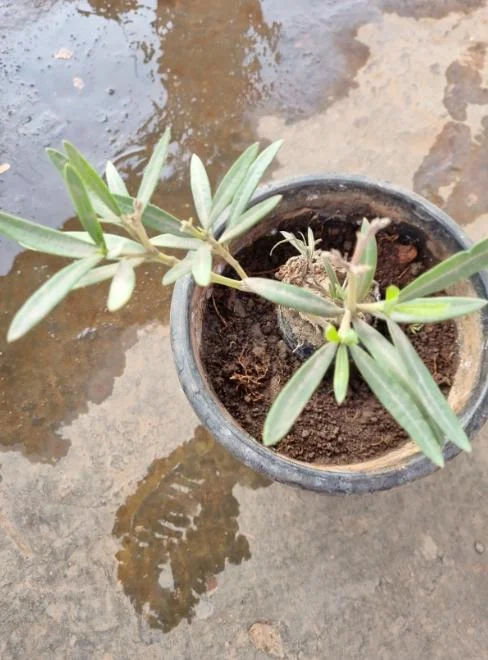 Live Sage Herb Plant – 7-inch Tall, 3.5-inch Pot – Aromatic Culinary Herb - Image 6