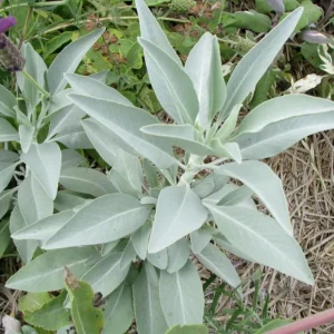 Live Sage Herb Plant – 7-inch Tall, 3.5-inch Pot – Aromatic Culinary Herb - Image 7