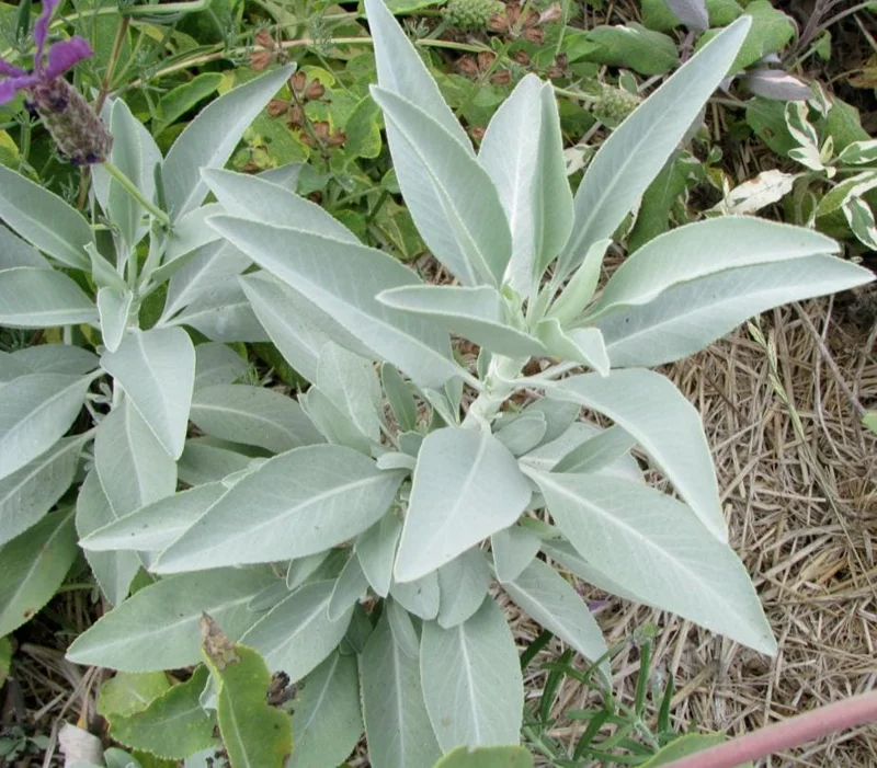 Live Sage Herb Plant – 7-inch Tall, 3.5-inch Pot – Aromatic Culinary Herb - Image 7