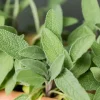 Live Sage Herb Plant – 7-inch Tall, 3.5-inch Pot – Aromatic Culinary Herb - Image 1