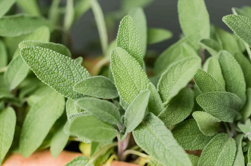 Live Sage Herb Plant – 7-inch Tall, 3.5-inch Pot – Aromatic Culinary Herb - Image 1