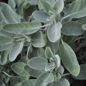 Live Sage Herb Plant – 7-inch Tall, 3.5-inch Pot – Aromatic Culinary Herb - Image 8