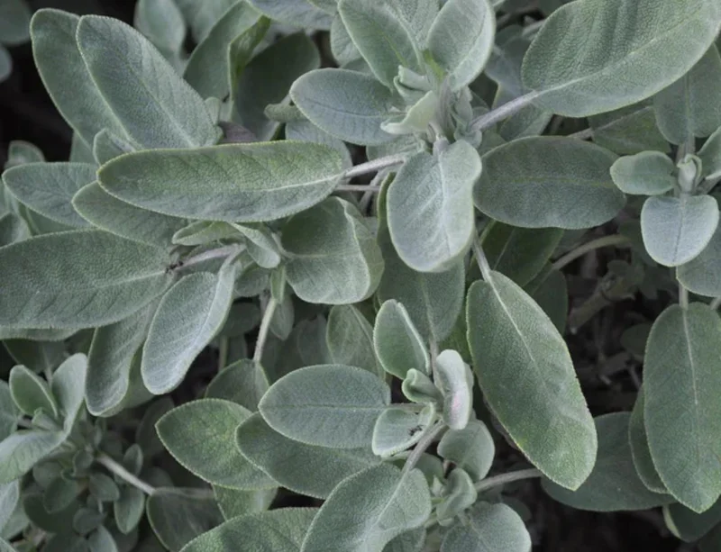 Live Sage Herb Plant – 7-inch Tall, 3.5-inch Pot – Aromatic Culinary Herb - Image 8