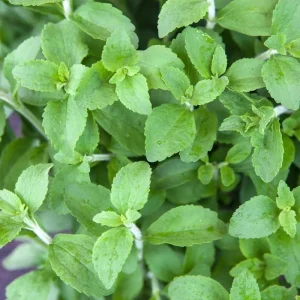 Live Stevia Plant - Sweet Herb Plants - 4 Inch Pot - Edible Perennial - Image 2