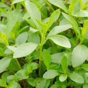 Live Stevia Plant - Sweet Herb Plants - 4 Inch Pot - Edible Perennial - Image 3
