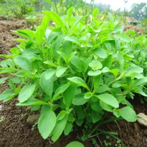 Live Stevia Plant - Sweet Herb Plants - 4 Inch Pot - Edible Perennial - Image 4