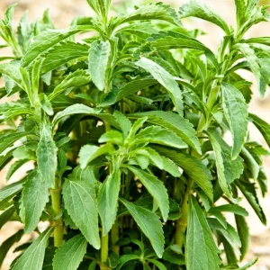 Live Stevia Plant - Sweet Herb Plants - 4 Inch Pot - Edible Perennial - Image 5