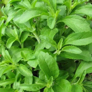 Live Stevia Plant - Sweet Herb Plants - 4 Inch Pot - Edible Perennial - Image 6