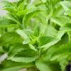 Live Stevia Plant - Sweet Herb Plants - 4 Inch Pot - Edible Perennial - Image 1
