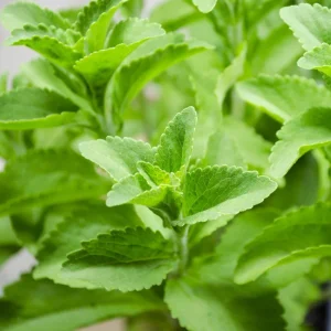 Live Stevia Plant - Sweet Herb Plants - 4 Inch Pot - Edible Perennial - Image 1