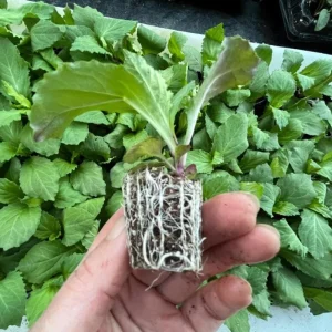 Lobelia Starship Blue Live Plant Plug - 2-5 Inch Tall Hardy Blue Cardinal Flower for Pollinators - Image 10