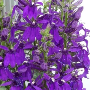 Lobelia Starship Blue Live Plant Plug - 2-5 Inch Tall Hardy Blue Cardinal Flower for Pollinators - Image 3