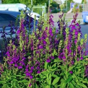 Lobelia Starship Blue Live Plant Plug - 2-5 Inch Tall Hardy Blue Cardinal Flower for Pollinators - Image 5