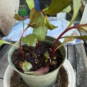 Lobelia Starship Blue Live Plant Plug - 2-5 Inch Tall Hardy Blue Cardinal Flower for Pollinators - Image 7