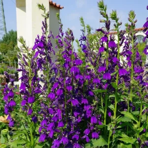 Lobelia Starship Blue Live Plant Plug - 2-5 Inch Tall Hardy Blue Cardinal Flower for Pollinators - Image 1