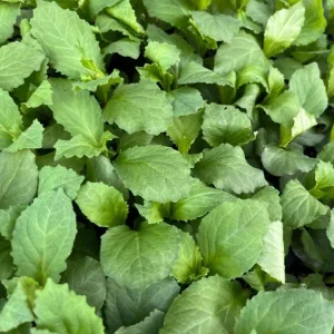 Lobelia Starship Blue Live Plant Plug - 2-5 Inch Tall Hardy Blue Cardinal Flower for Pollinators - Image 8