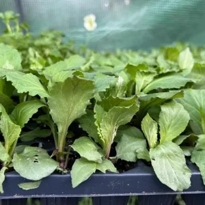 Lobelia Starship Blue Live Plant Plug - 2-5 Inch Tall Hardy Blue Cardinal Flower for Pollinators - Image 9