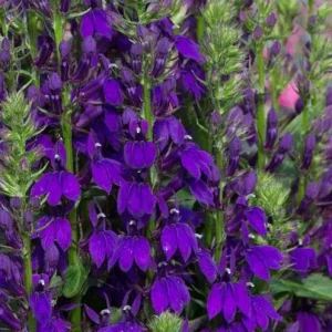 Lobelia Starship Blue Plug - Hardy Blue Cardinal Flower Live Plant - 2-5 Inch Tall - Outdoor - Image 2
