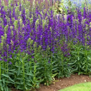Lobelia Starship Blue Plug - Hardy Blue Cardinal Flower Live Plant - 2-5 Inch Tall - Outdoor - Image 3