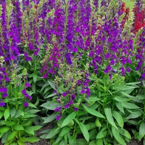 Lobelia Starship Blue Plug - Hardy Blue Cardinal Flower Live Plant - 2-5 Inch Tall - Outdoor - Image 4