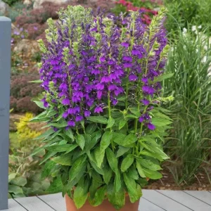 Lobelia Starship Blue Plug - Hardy Blue Cardinal Flower Live Plant - 2-5 Inch Tall - Outdoor - Image 5