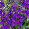 Lobelia Starship Blue Plug - Hardy Blue Cardinal Flower Live Plant - 2-5 Inch Tall - Outdoor - Image 1