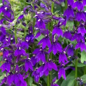 Lobelia Starship Blue Plug - Hardy Blue Cardinal Flower Live Plant - 2-5 Inch Tall - Outdoor - Image 1