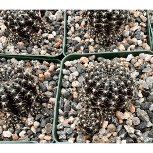 Lobivia Arachnacantha Spider Web Cactus Live Plant 3.5