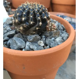 Lobivia Arachnacantha Spider Web Cactus Live Plant 3.5