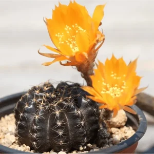 Lobivia Arachnacantha Spider Web Cactus Live Plant 3.5