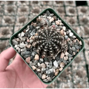 Lobivia Arachnacantha Spider Web Cactus Live Plant 3.5