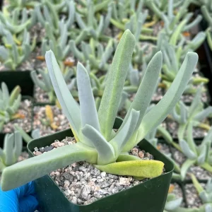 Lobster Claw Live Succulent Plant Cheiridopsis Candidissima in 4 Inch Pot - Image 2