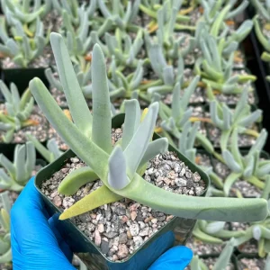 Lobster Claw Live Succulent Plant Cheiridopsis Candidissima in 4 Inch Pot - Image 3