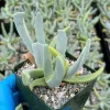 Lobster Claw Live Succulent Plant Cheiridopsis Candidissima in 4 Inch Pot - Image 1