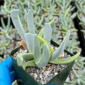 Lobster Claw Live Succulent Plant Cheiridopsis Candidissima in 4 Inch Pot - Image 1