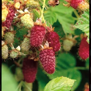 Loganberry Live Plant (Rubus × loganobaccus) 4+ Inches - Edible Fruiting Shrub - Image 2