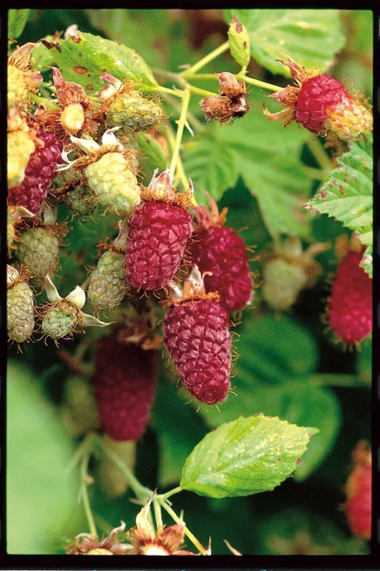 Loganberry Live Plant - Rubus x loganobaccus - 4+ Inches Tall - Edible Fruit Bush - Image 2