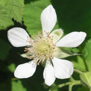 Loganberry Live Plant - Rubus x Loganobaccus - 4+ Inches Tall - Outdoor Fruit - Image 3