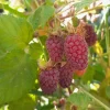 Loganberry Live Plant - Rubus x Loganobaccus - 4+ Inches Tall - Outdoor Fruit - Image 1