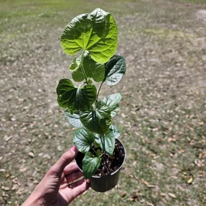 Long Pepper Plant (Piper Longum) Live Plant - 4 Inch Nursery Pot - Indoor/Outdoor - Image 2