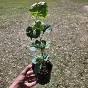 Long Pepper Plant (Piper Longum) Live Plant - 4 Inch Nursery Pot - Indoor/Outdoor - Image 3