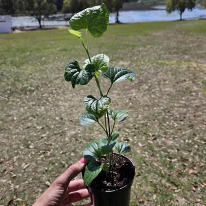 Long Pepper Plant (Piper Longum) Live Plant - 4 Inch Nursery Pot - Indoor/Outdoor - Image 4