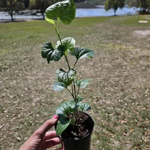 Long Pepper Plant (Piper Longum) Live Plant - 4 Inch Nursery Pot - Indoor/Outdoor - Image 5