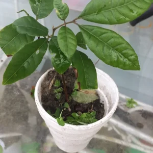 Longan Dimocarpus Fruit Tree Live Plant 5-8 Inches Tall Tropical Fruit Outdoor - Image 2